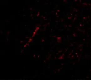 Anti-NHE-1 antibody used in IHC (Paraffin sections) (IHC-P). GTX85047