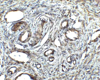 Anti-Orai1 antibody used in IHC (Paraffin sections) (IHC-P). GTX85048