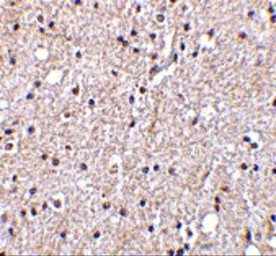 Anti-BRSK2 antibody used in IHC (Paraffin sections) (IHC-P). GTX85053