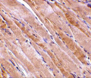 Anti-Emerin antibody used in IHC (Paraffin sections) (IHC-P). GTX85058