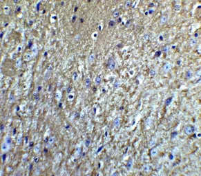 Anti-Neurturin antibody used in IHC (Paraffin sections) (IHC-P). GTX85089
