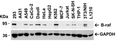 Anti-B-Raf antibody used in Western Blot (WB). GTX85102