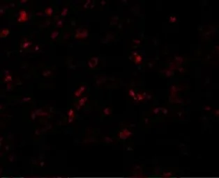 Anti-AP2M1 antibody used in IHC (Paraffin sections) (IHC-P). GTX85110