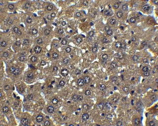 Anti-Albumin antibody used in IHC (Paraffin sections) (IHC-P). GTX85111