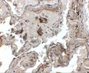 Anti-Prealbumin antibody used in IHC (Paraffin sections) (IHC-P). GTX85112