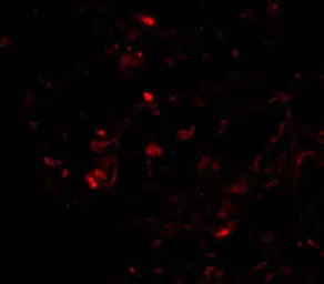 Anti-Prealbumin antibody used in IHC (Paraffin sections) (IHC-P). GTX85112
