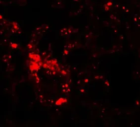 Anti-SLC39A6 antibody used in IHC (Paraffin sections) (IHC-P). GTX85131