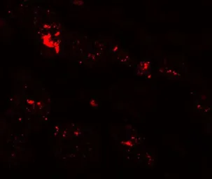 Anti-ZIP1 antibody used in IHC (Paraffin sections) (IHC-P). GTX85135