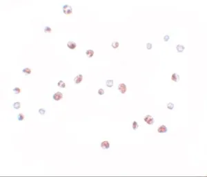 Anti-NOD4 antibody used in Immunocytochemistry/ Immunofluorescence (ICC/IF). GTX85160