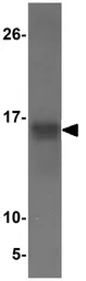 Anti-APC13 antibody used in Western Blot (WB). GTX85186