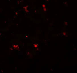 Anti-ELOVL7 antibody used in IHC (Paraffin sections) (IHC-P). GTX85201