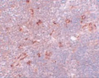 Anti-NAT11 antibody used in IHC (Paraffin sections) (IHC-P). GTX85214