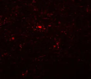 Anti-NAT11 antibody used in IHC (Paraffin sections) (IHC-P). GTX85214