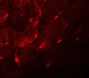 Anti-TMEM38A antibody used in IHC (Paraffin sections) (IHC-P). GTX85221
