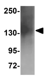 Anti-ZNF536 antibody used in Western Blot (WB). GTX85225