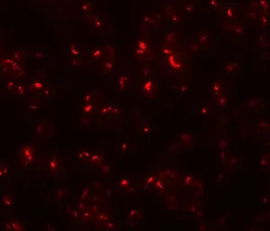 Anti-OCIAD1 antibody used in Immunocytochemistry/ Immunofluorescence (ICC/IF). GTX85234