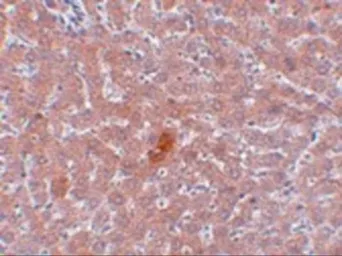 Anti-KDM3A antibody used in IHC (Paraffin sections) (IHC-P). GTX85253