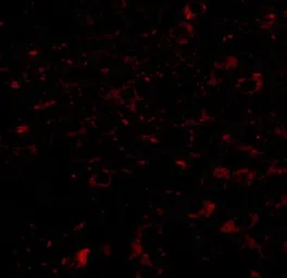 Anti-CCDC134 antibody used in IHC (Paraffin sections) (IHC-P). GTX85268
