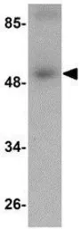 Anti-SCARA5 antibody used in Western Blot (WB). GTX85270