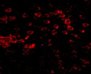 Anti-MATN4 antibody used in IHC (Paraffin sections) (IHC-P). GTX85294