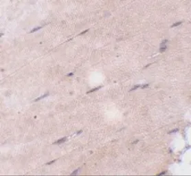 Anti-FNIP2 antibody used in IHC (Paraffin sections) (IHC-P). GTX85348