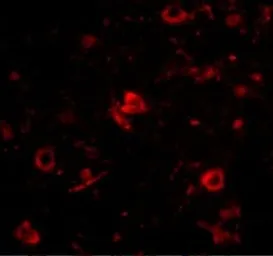 Anti-Nanos3 antibody used in IHC (Paraffin sections) (IHC-P). GTX85389