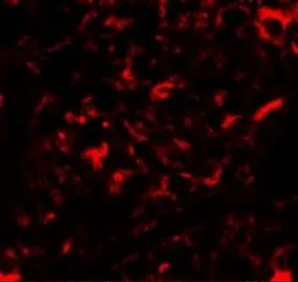 Anti-Nanos2 antibody used in IHC (Paraffin sections) (IHC-P). GTX85391