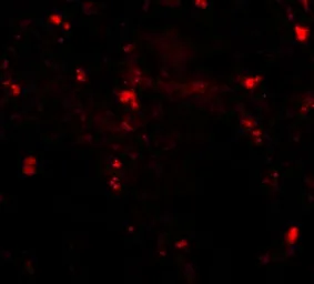 Anti-RGPD5 antibody used in IHC (Paraffin sections) (IHC-P). GTX85402