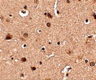 Anti-Slitrk4 antibody used in IHC (Paraffin sections) (IHC-P). GTX85415