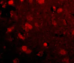 Anti-Slitrk4 antibody used in IHC (Paraffin sections) (IHC-P). GTX85415