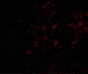 Anti-Plxdc2 antibody used in IHC (Paraffin sections) (IHC-P). GTX85419