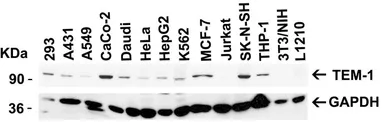 Anti-TEM1 antibody used in Western Blot (WB). GTX85430