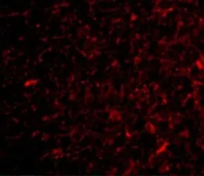 Anti-NPAS3 antibody used in IHC (Paraffin sections) (IHC-P). GTX85444