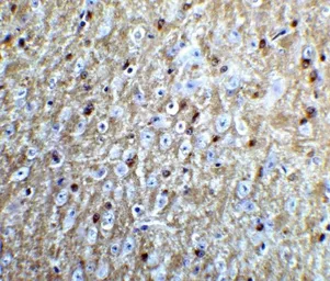 Anti-Nogo A antibody used in IHC (Paraffin sections) (IHC-P). GTX85447