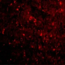 Anti-Nogo A antibody used in IHC (Paraffin sections) (IHC-P). GTX85448