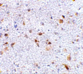 Anti-PD-L2 antibody used in IHC (Paraffin sections) (IHC-P). GTX85449