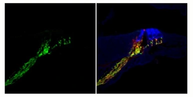 Anti-Synaptotagmin antibody used in IHC (Frozen sections) (IHC-Fr). GTX85467
