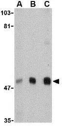 Anti-VISA antibody used in Western Blot (WB). GTX85481