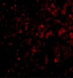 Anti-DRAM antibody used in IHC (Paraffin sections) (IHC-P). GTX85483