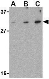 Anti-DRAM antibody used in Western Blot (WB). GTX85483