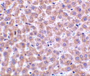 Anti-TIP47 antibody used in IHC (Paraffin sections) (IHC-P). GTX85491