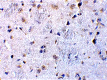 Anti-CTRP7 antibody used in IHC (Paraffin sections) (IHC-P). GTX85501