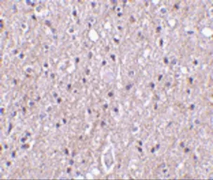 Anti-CTRP4 antibody used in IHC (Paraffin sections) (IHC-P). GTX85503