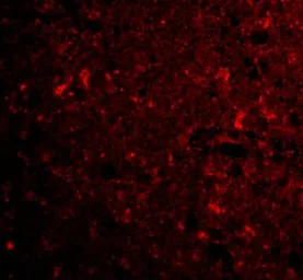 Anti-CTRP4 antibody used in IHC (Paraffin sections) (IHC-P). GTX85503