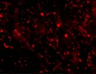Anti-CTRP3 antibody used in IHC (Paraffin sections) (IHC-P). GTX85505