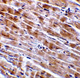 Anti-CTRP3 antibody used in IHC (Paraffin sections) (IHC-P). GTX85505
