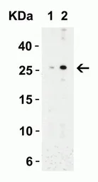 Anti-MD2 antibody used in Western Blot (WB). GTX85517