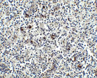 Anti-MD2 antibody used in IHC (Paraffin sections) (IHC-P). GTX85517