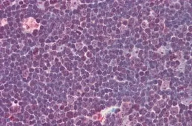 Anti-IL31 antibody used in IHC (Paraffin sections) (IHC-P). GTX85642