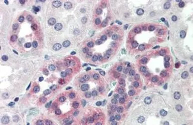 Anti-CTRP6 antibody used in IHC (Paraffin sections) (IHC-P). GTX85668